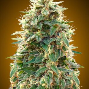 Auto 00 Cheese von 00 Seeds