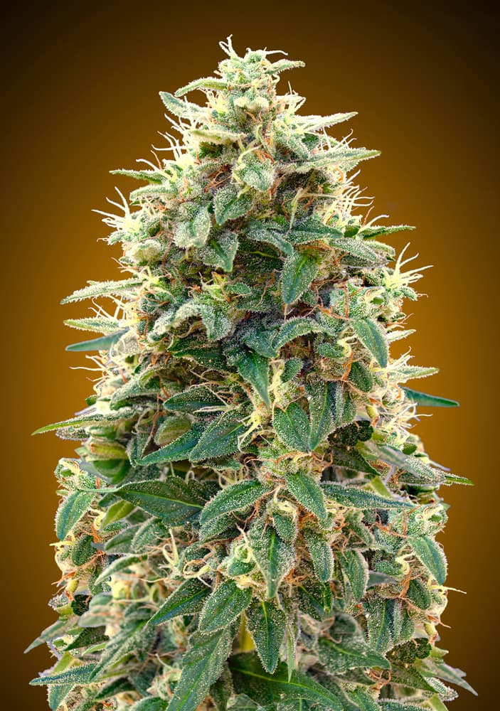 Auto 00 Cheese von 00 Seeds