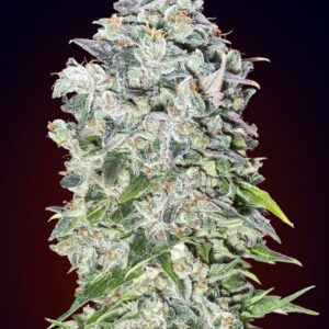 Auto 00 Kush von 00 Seeds