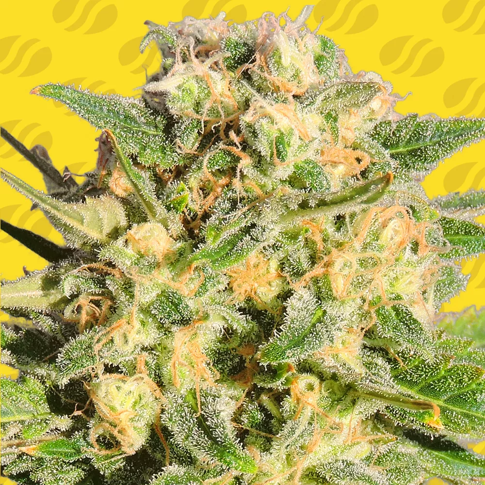 Auto AK XXL Original Sensible Seeds