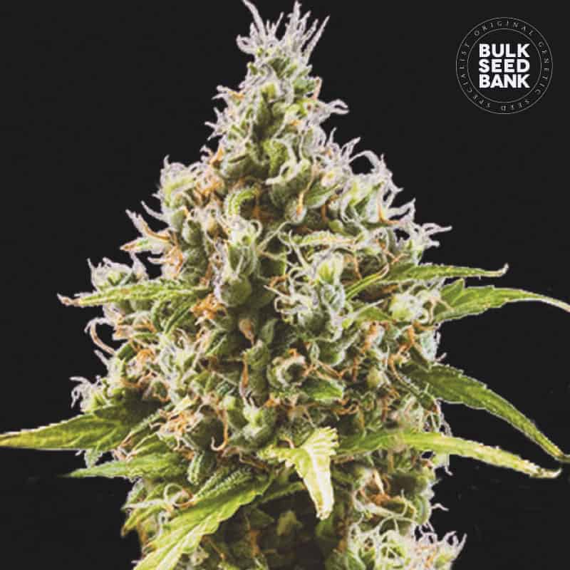 Auto Amnesia Haze autoflowering seeds