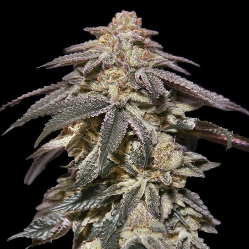 Auto Apple Bananas von 00 Seeds
