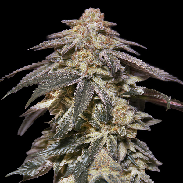 Auto Apple Bananas von 00 Seeds