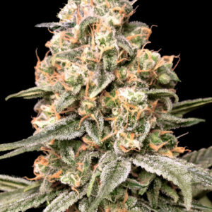 Auto Apple Fritter von Advanced Seeds
