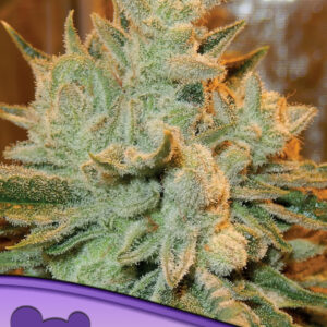 Auto Betty von Anesia Seeds