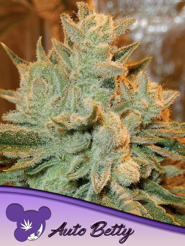 Auto Betty von Anesia Seeds