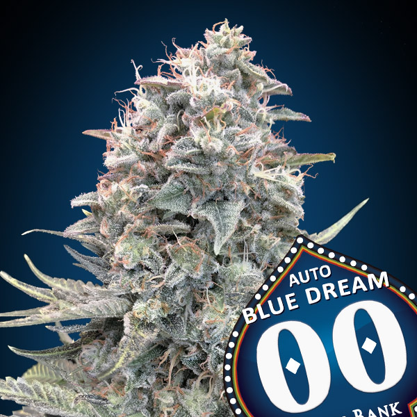 Auto Blue Dream von 00 Seeds