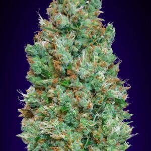 Auto Blueberry von 00 Seeds