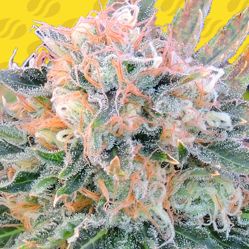 Auto Blueberry Ghost OG 10 St. Original Sensible Seeds
