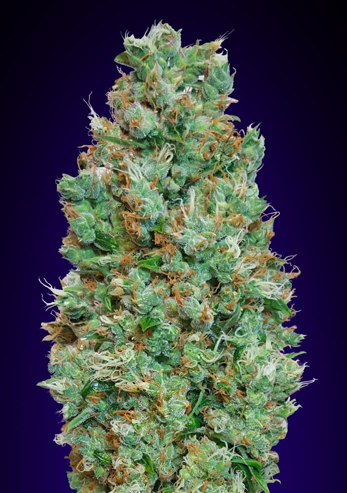 Auto Blueberry von 00 Seeds