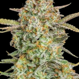 Auto Bruce Banner XXL von Advanced Seeds