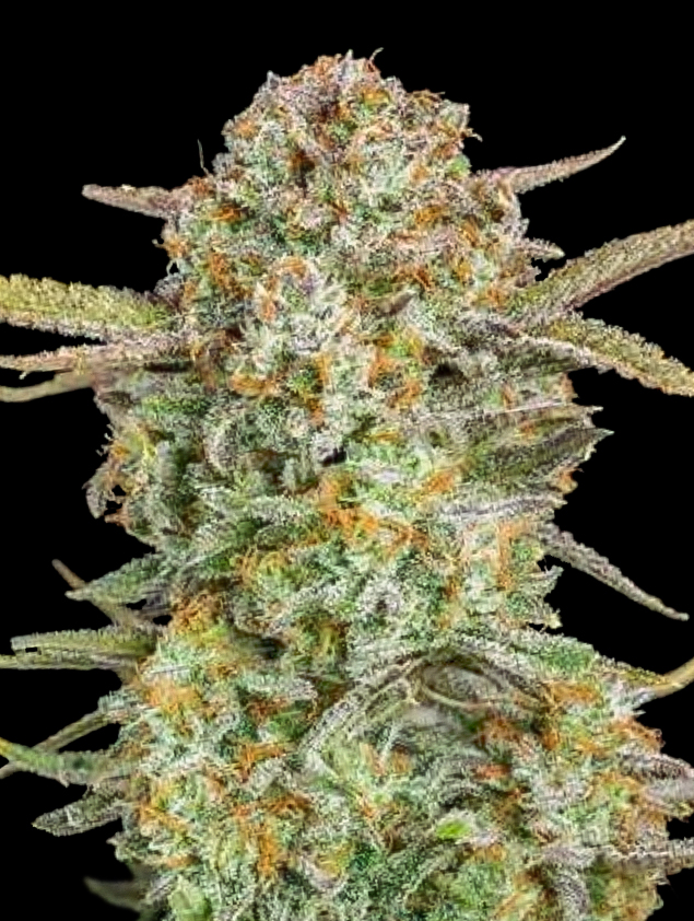 Auto Bruce Banner XXL von Advanced Seeds