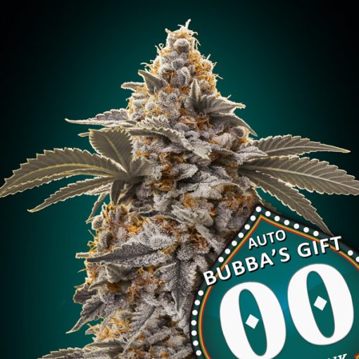 Auto Bubba's Gift von 00 Seeds