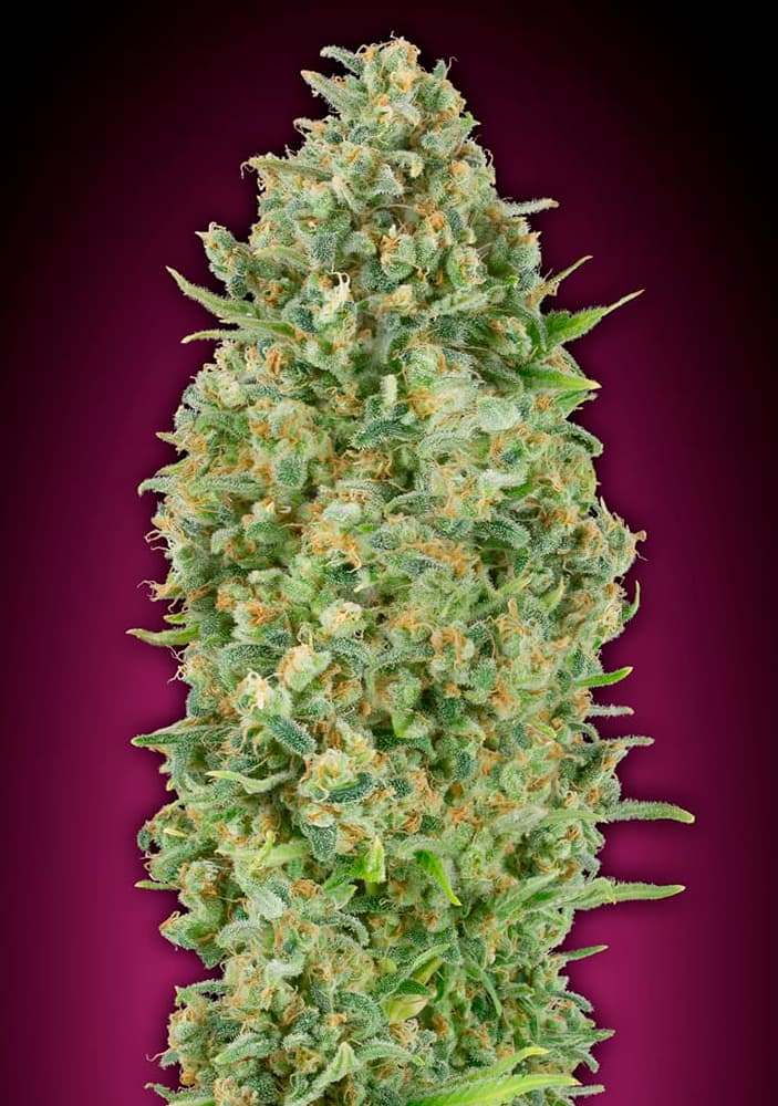 Automatic Collection von 00 Seeds