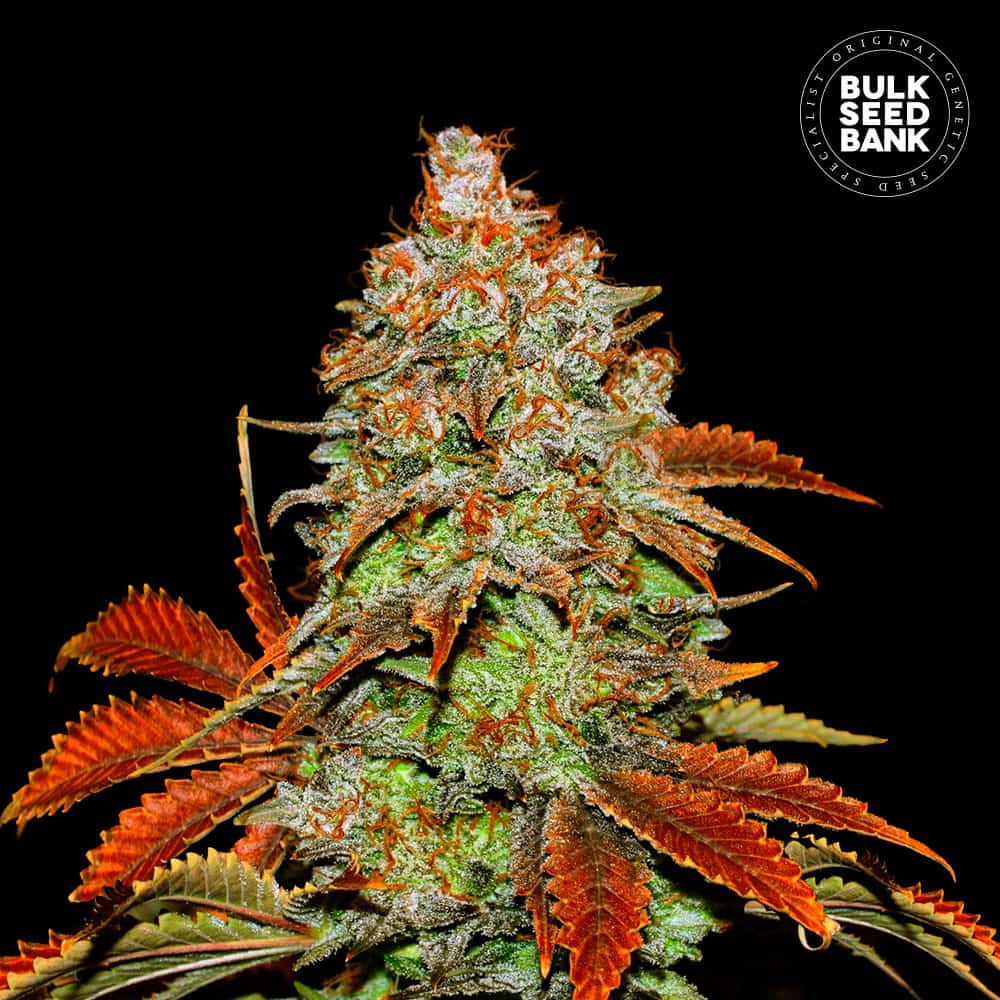 Auto Bubblegum Extra