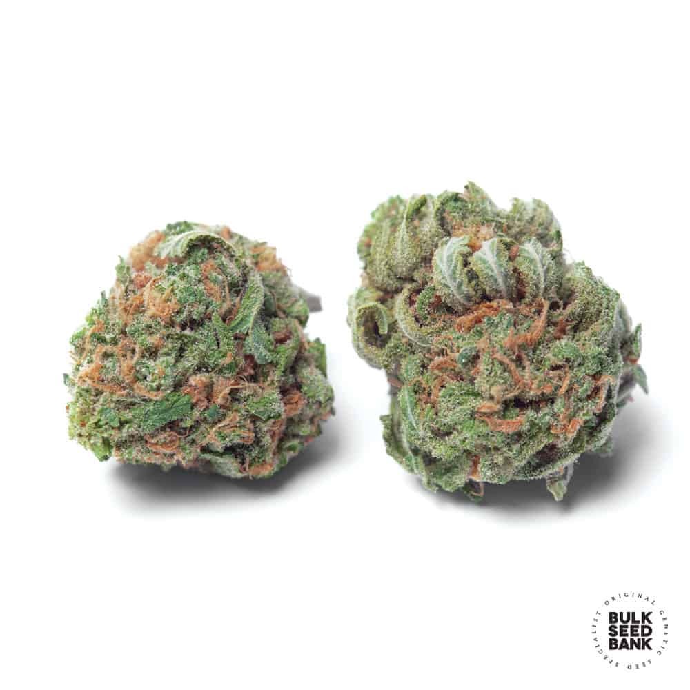 Autoflowering Chronical