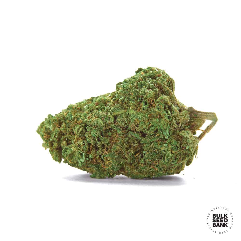 Autoflowering Critical