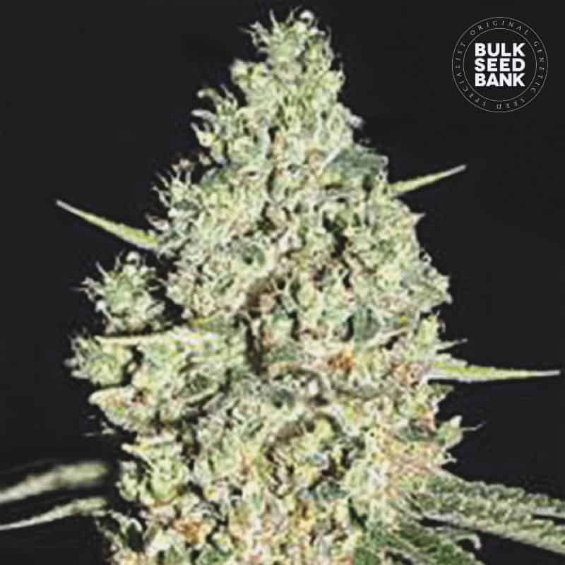 Auto Critical