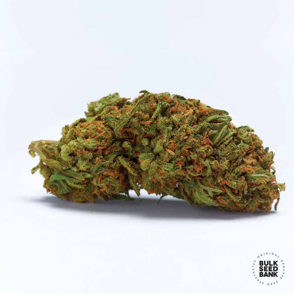 Autoflowering Dubai Poison