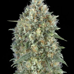 Auto Gelato #33 von Advanced Seeds