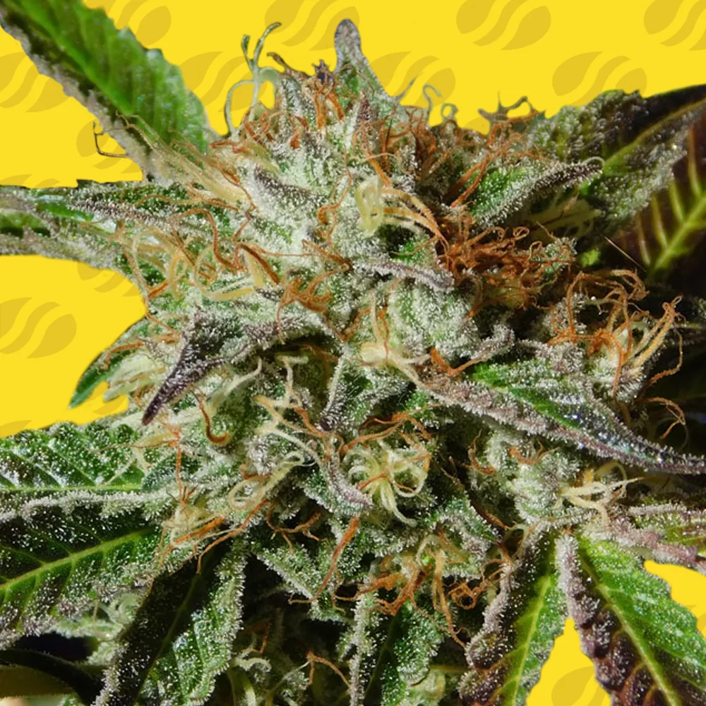 Auto Ghost Cookies Original Sensible Seeds
