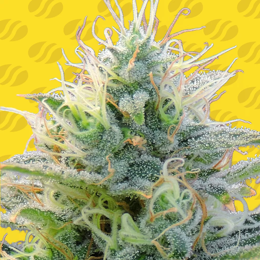 Auto Ghost OG Original Sensible Seeds