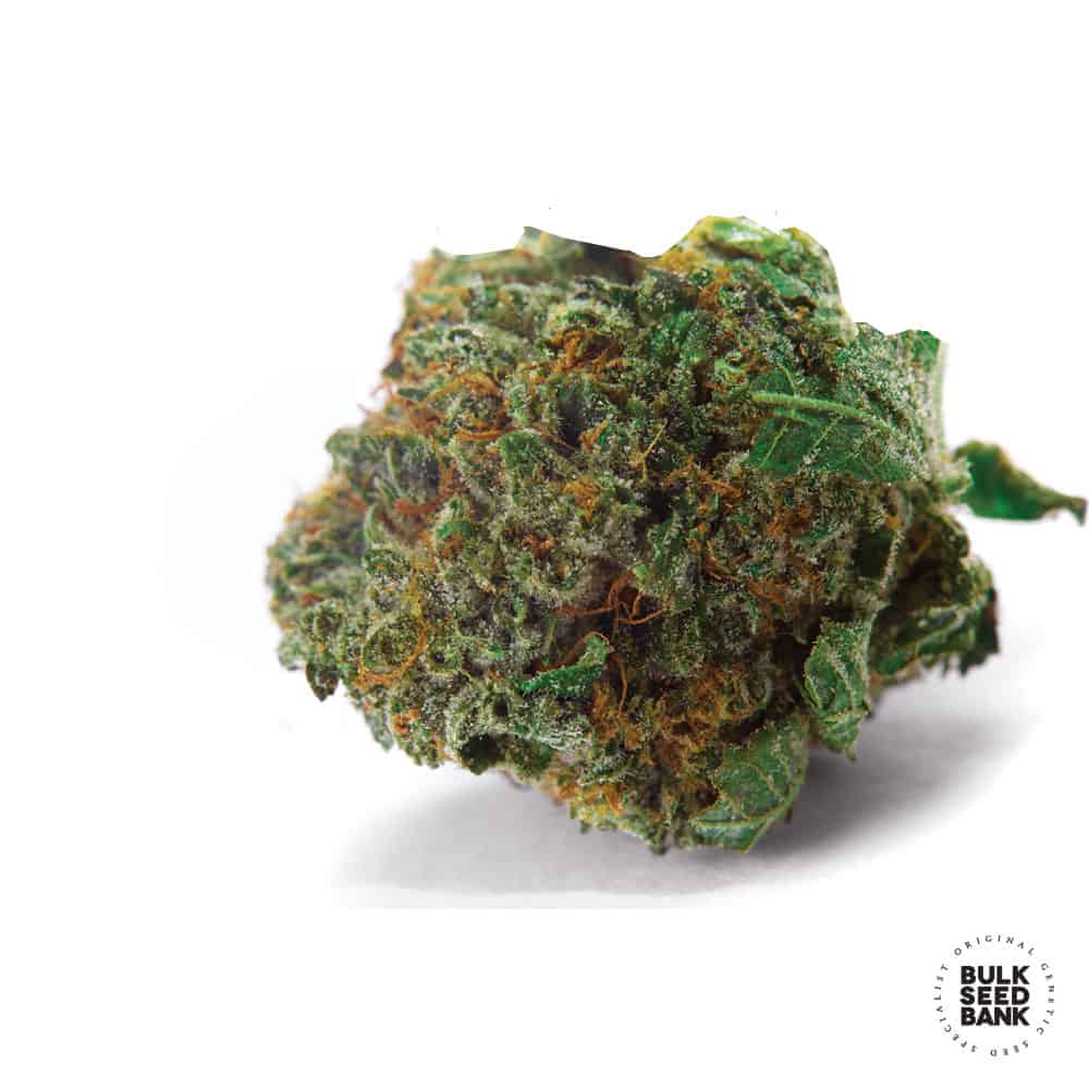 Autoflowering Good Wild Shark