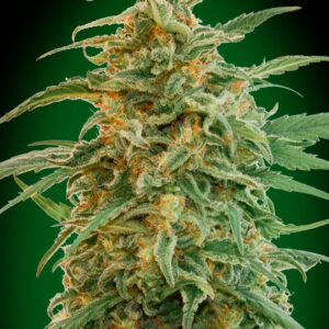 Auto Gorilla von 00 Seeds