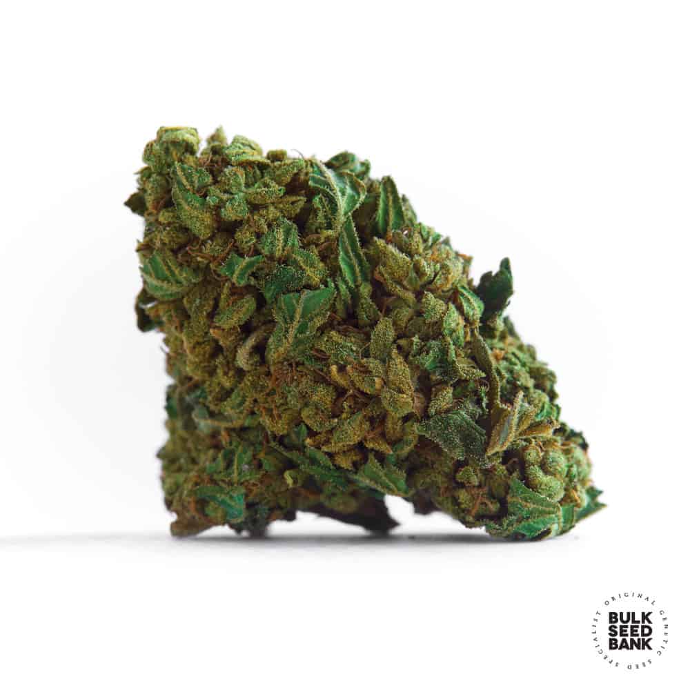Autoflowering