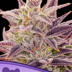 Auto Imperium X von Anesia Seeds