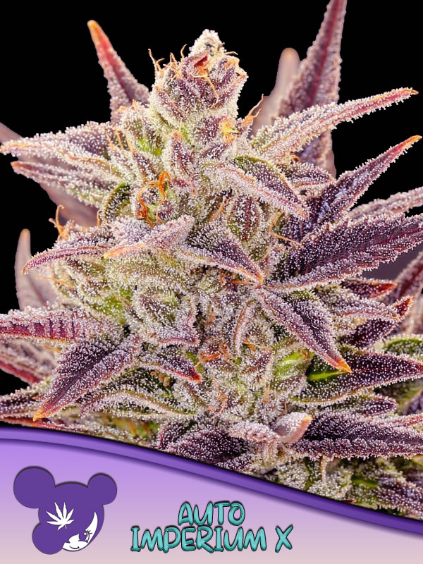 Auto Imperium X von Anesia Seeds