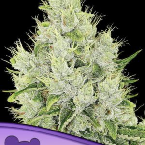 Auto Lemongrass von Anesia Seeds