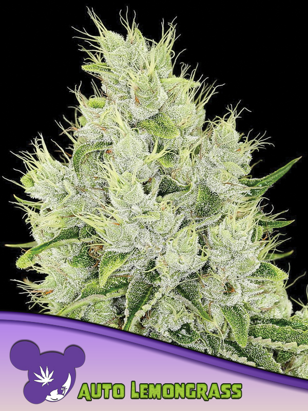 Auto Lemongrass von Anesia Seeds