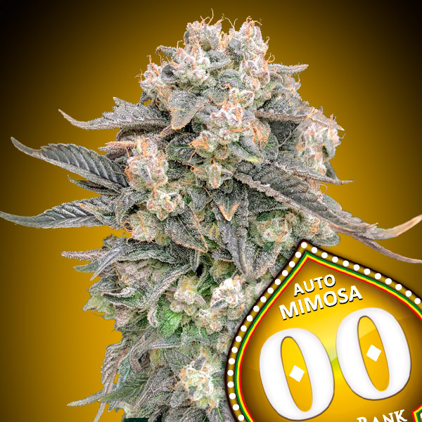 Auto Mimosa von 00 Seeds