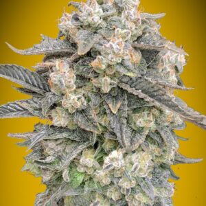 Auto Mimosa von 00 Seeds