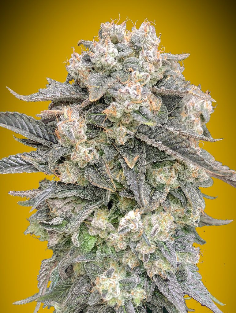 Auto Mimosa von 00 Seeds