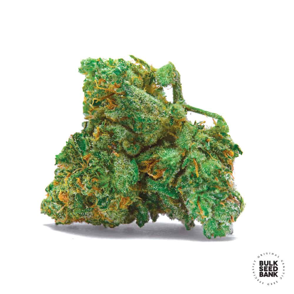 Autoflowering NBA Diesel