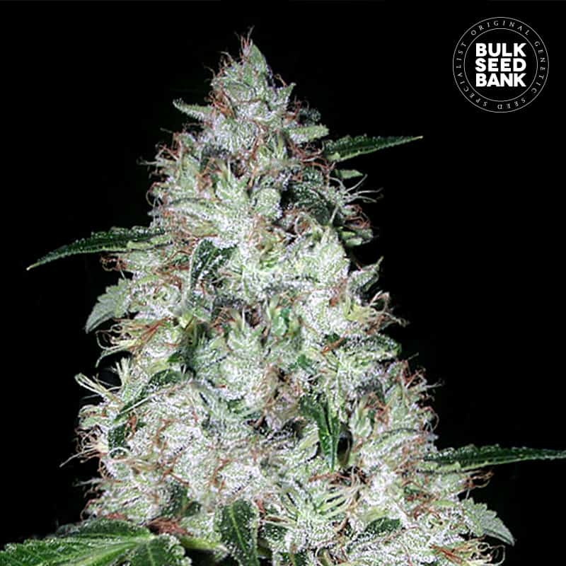 Auto OG Kush