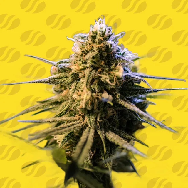 Auto Orange Gorilla XL Original Sensible Seeds