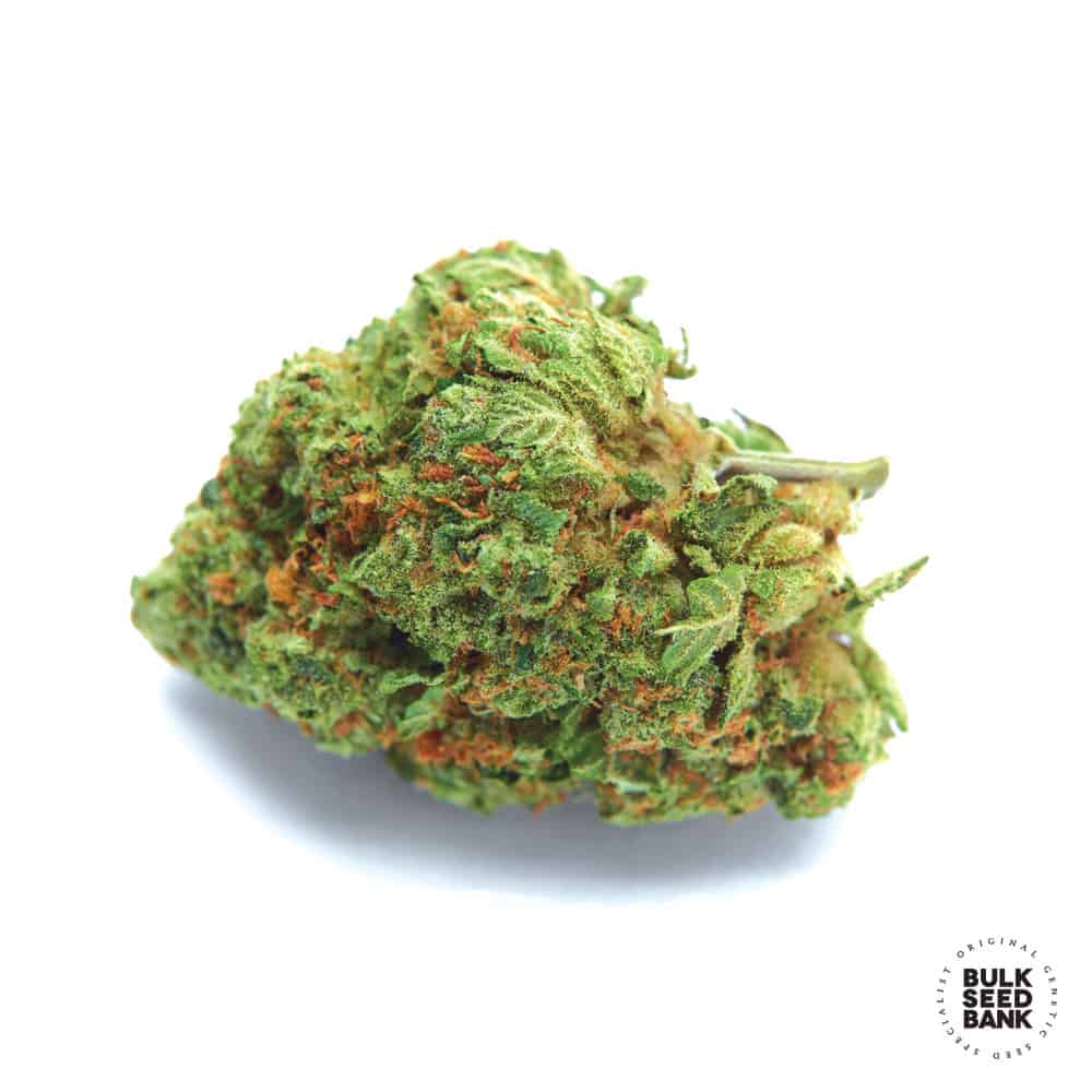 Autoflowering Original Oragne Bud
