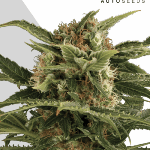 Auto Pounder von Auto Seeds