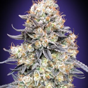 Auto Purple Punch von 00 Seeds