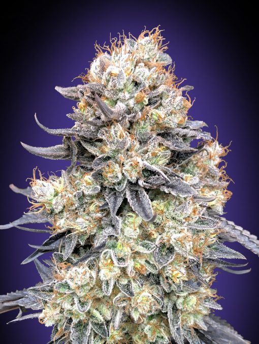 Auto Purple Punch von 00 Seeds