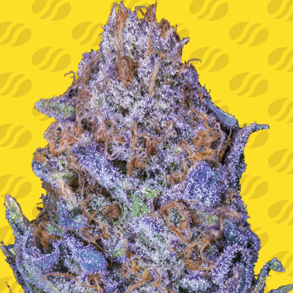 Auto Purple 10 St. Original Sensible Seeds