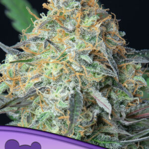 Rainbow Donut Auto von Anesia Seeds