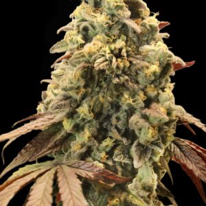 Auto Rainbow Sherbet #11 von Advanced Seeds
