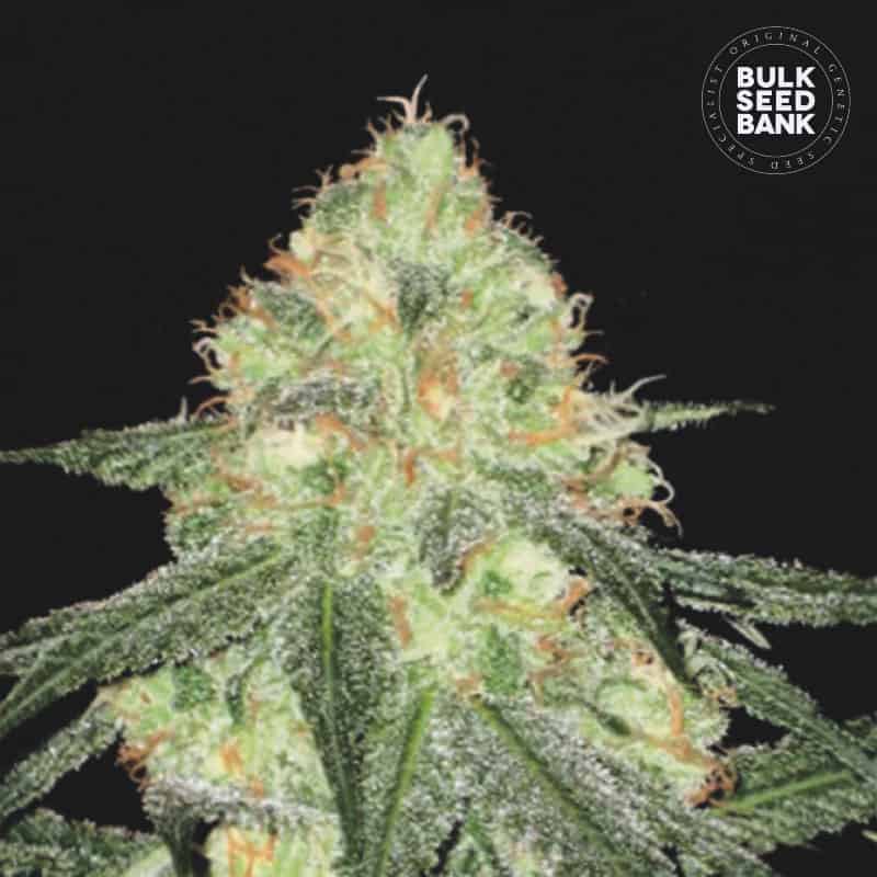 Auto Sour Diesel