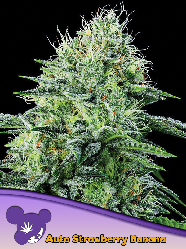 Auto Strawberry Banana von Anesia Seeds