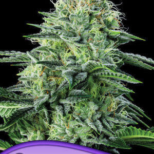 Auto Strawberry Banana von Anesia Seeds