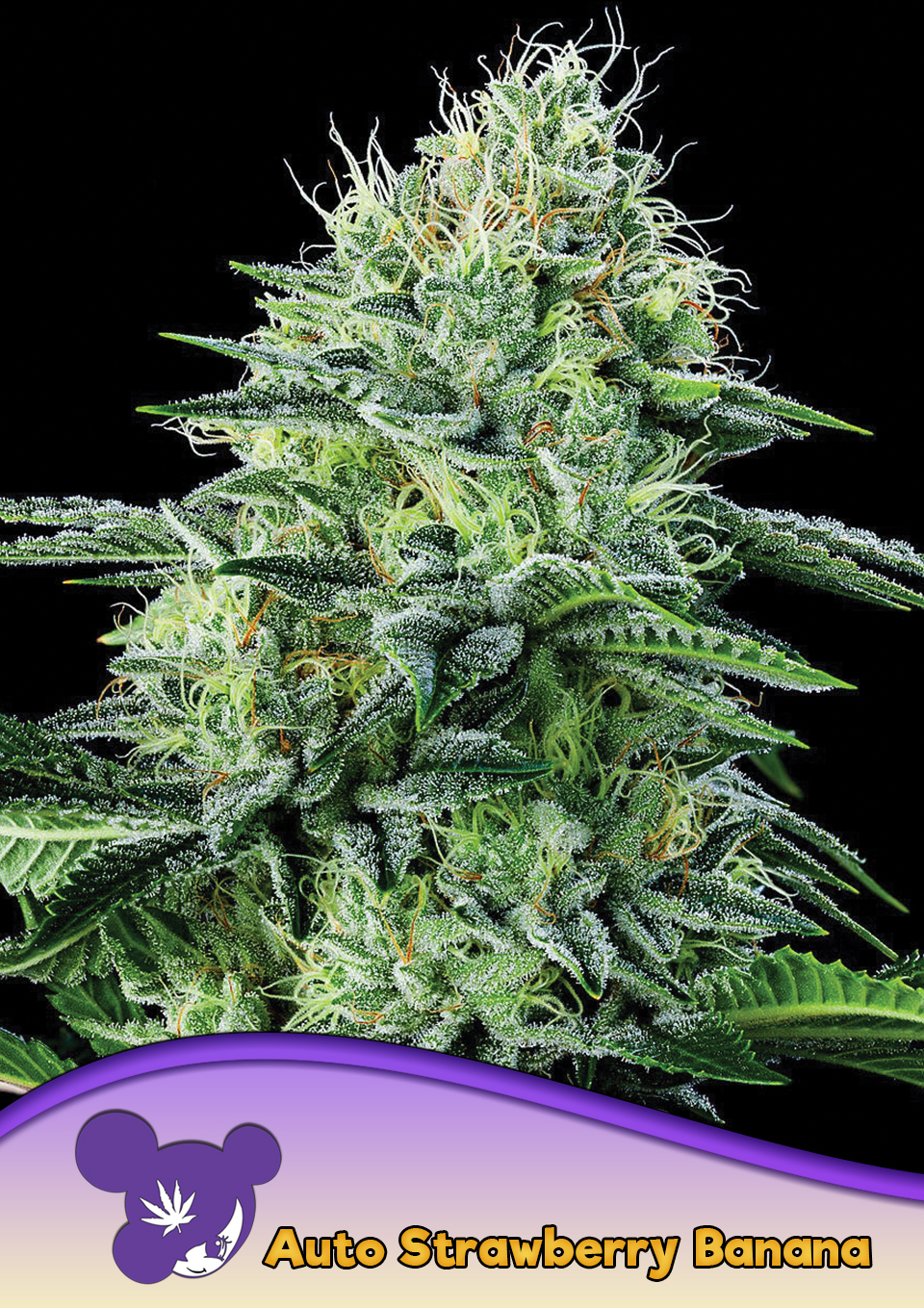 Auto Strawberry Banana von Anesia Seeds